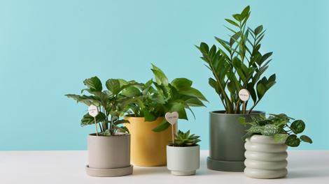Illustration for article titled The Best Places to Buy Houseplants Online